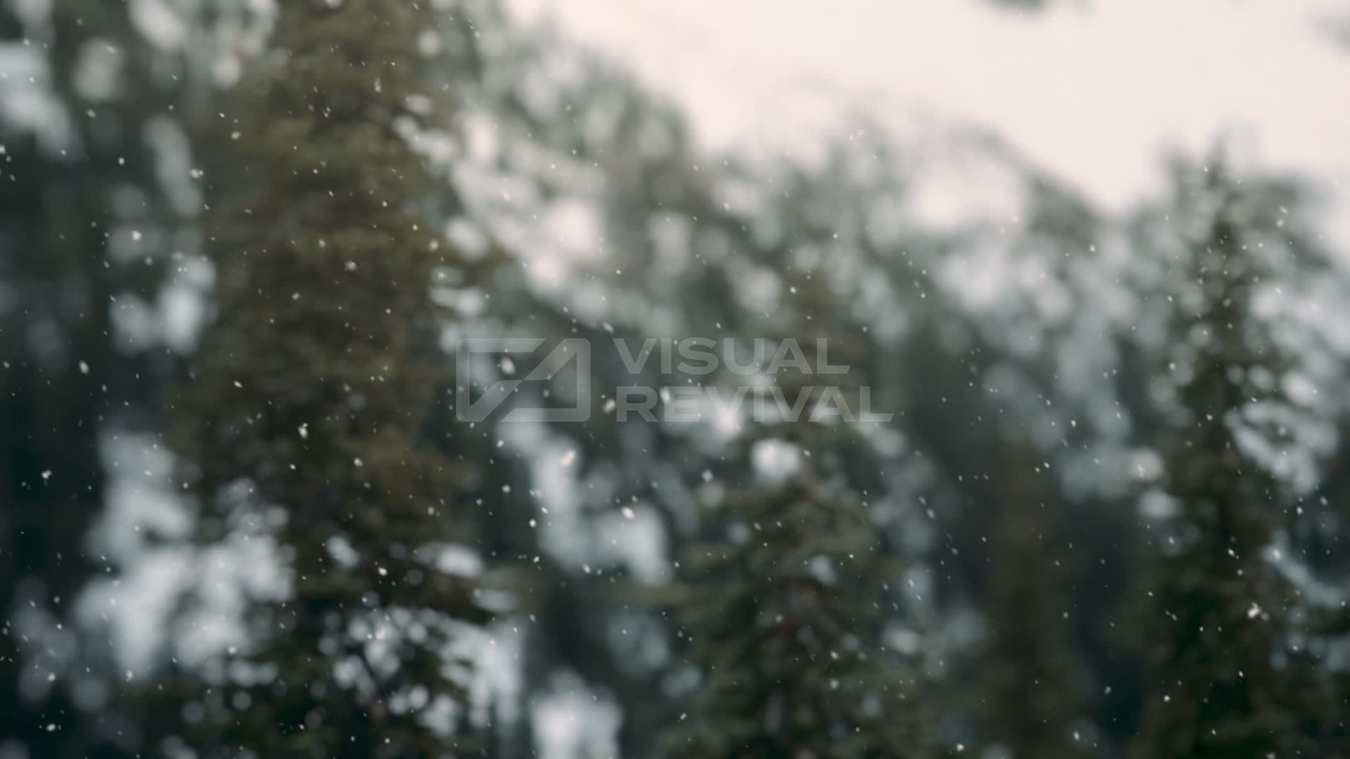 Snow Still First Snow Still 01 | Visual Revival