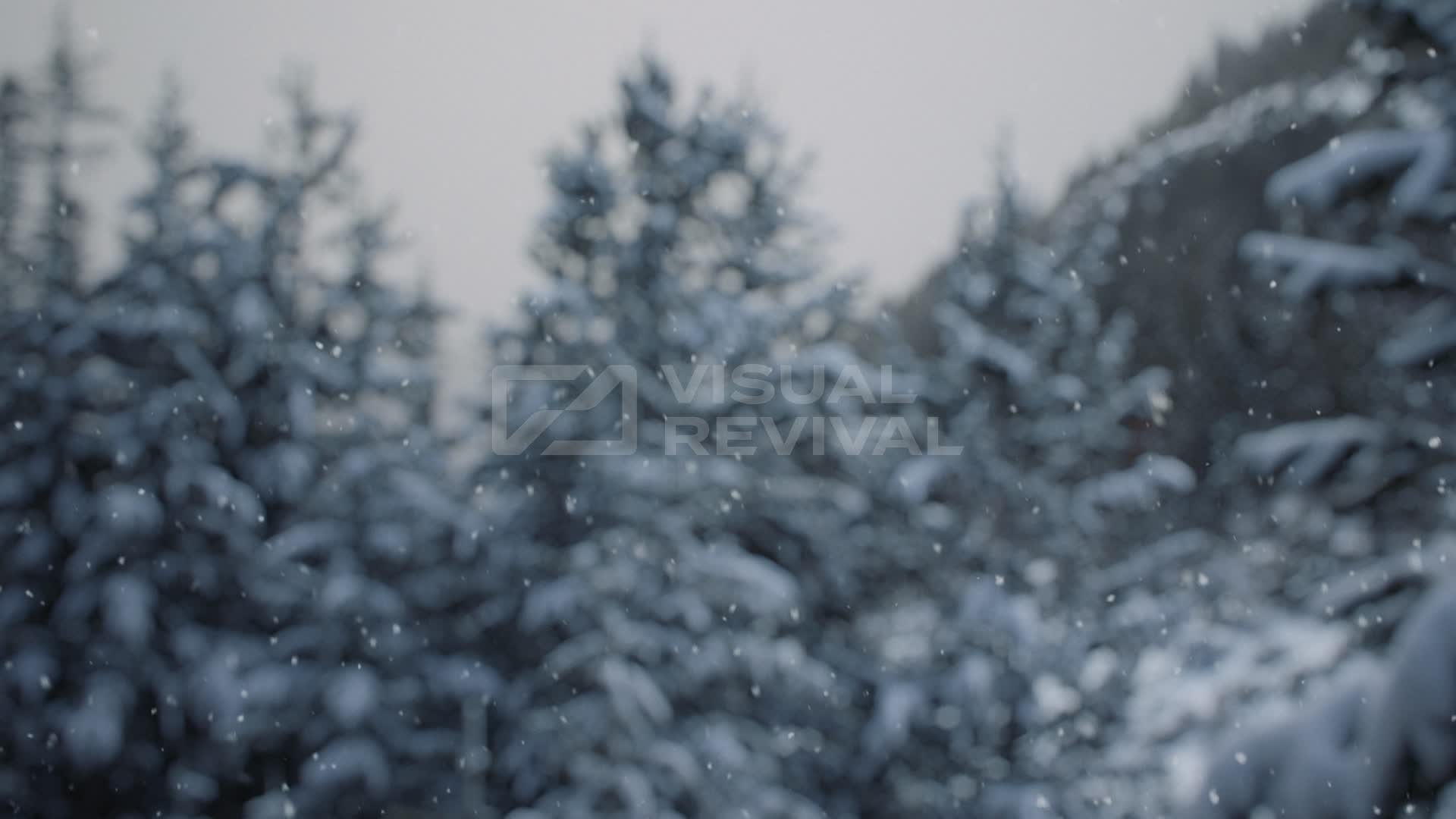 Snow Still First Snow Still 02 | Visual Revival
