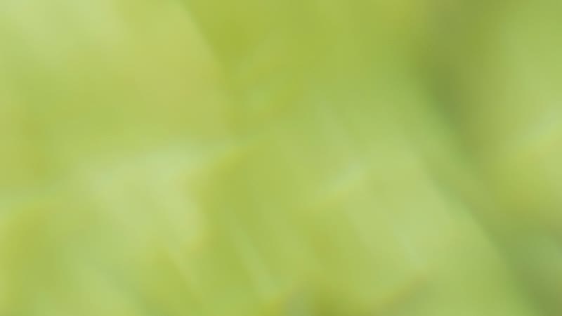 Flowers Visual Revival