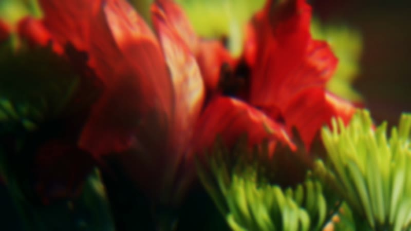 Flowers Visual Revival