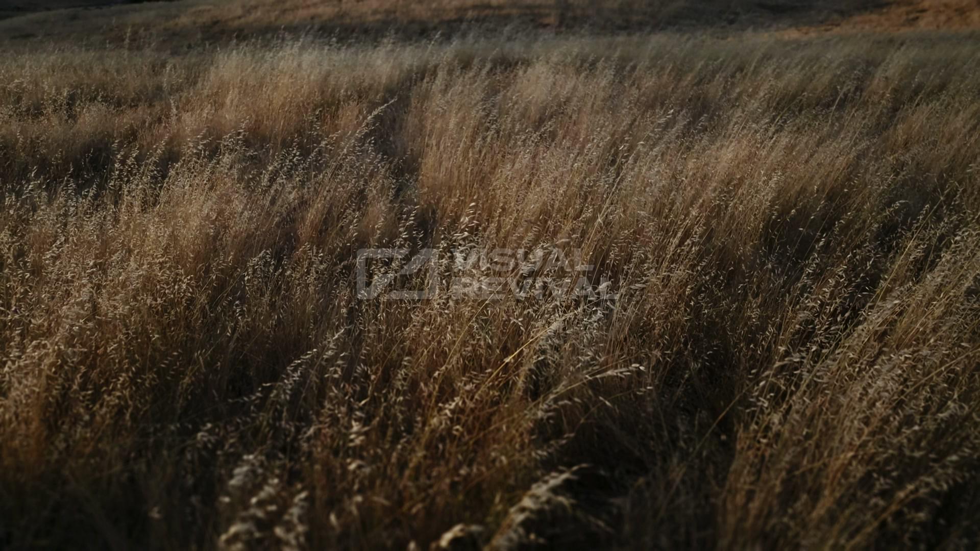 Golden Pastures Still 04 | Visual Revival